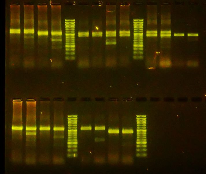 Bio LK auf den Spuren der DNA